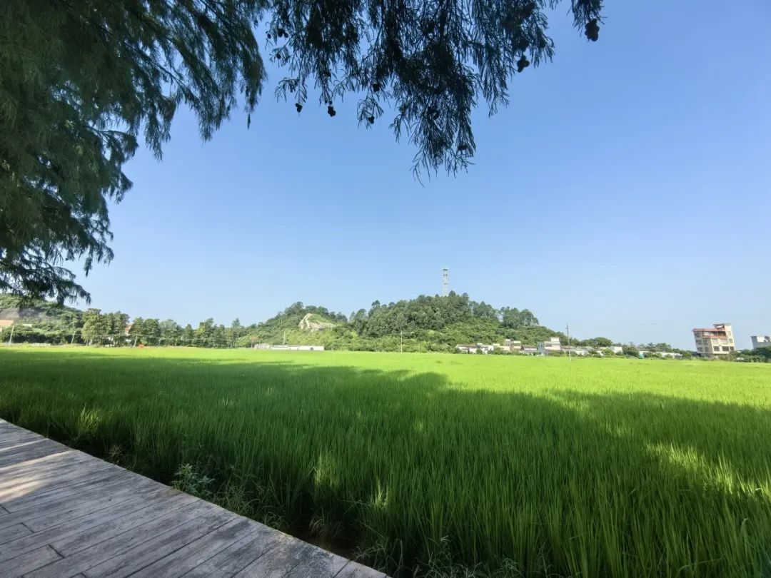 1732179680404976.jpg 66.jpg