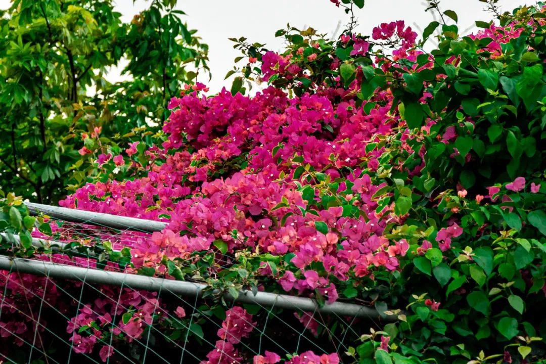 1747295886219511.jpg 15.jpg